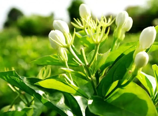 Jasmine Gunpowder Tea